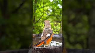 Watching birds take a bath brings peace to the mind waterbird nature waterbirds [upl. by Assanav386]