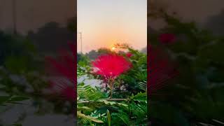 Calliandra haematocephalaPlant flowers plants viralvideo entertainment ajaykvideo [upl. by Atolrac800]