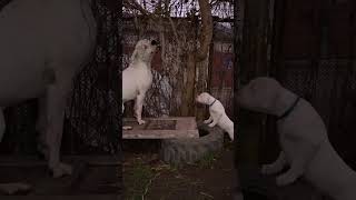 Dogo argentino puppies Lithuania puppy dogoargentinopuppies dogoargentinadogs [upl. by Alih]