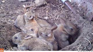 Young life  Baby rabbits and their mom Bushnell Nature View [upl. by Yecrad]