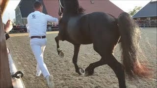 Stallion show of Friesian horses  Stal Chardon 2019 [upl. by Annil]