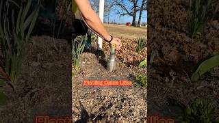 How to plant canna lilies ❤️🔥￼ [upl. by Aicinod]