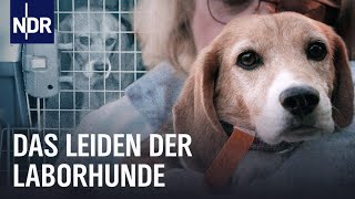 Tierversuche an Hunden Das Leiden im Labor  Doku  NDR  45 Min [upl. by Rodablas]