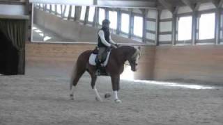 Section D Welsh Cob for Dressage for sale SOLD [upl. by Elmina]