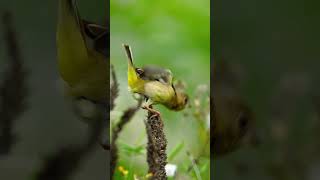 Its chirping has a cheerful and lively feelBlackheaded Bunting Emberiza melanocephalabirds [upl. by Laughlin847]