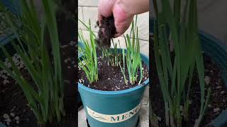 Leeks can be planted now leekplanting singlerootredleeks vegetableseeds garden shorts [upl. by Lydon]