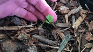 Over Wintering an Ivy Gourd Coccinia grandis Root Crown [upl. by Taima]