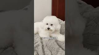 107 Baby dog cute puppy barking 4kviral shorts shortvideos [upl. by Dorej]