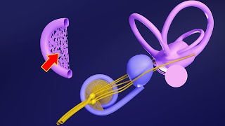 3D Embryology of Ear Part 1 Internal Ear  Semicircular Canals  Utricle Saccule and Cochlea [upl. by Aenea618]