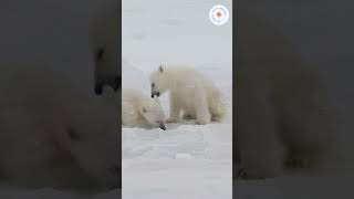 Exploring the Arctic Wonderland A Journey to Svalbard Norway  shorts svalbard norway europe [upl. by Htir588]