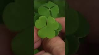 🌿 Wood Sorrel A Citrusy Tasting Wild Edible Thats Great As A Garnish [upl. by Nellak]