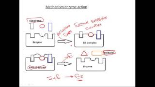 2 Mechanism Of Enzyme Action [upl. by Siradal]