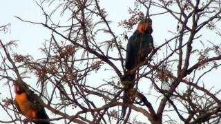 Psittacidae family parrots and macaws wild birs Fauna [upl. by Singleton606]