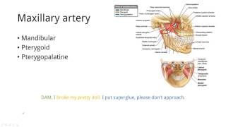 Memorize the Maxillary Artery Branches In Under 2 Minutes [upl. by Dole]