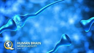 Discover How to Rewire Your Brain with Neuroplasticity [upl. by Oam]