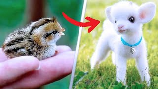 Cutest Baby Animals You Can Legally Own [upl. by Wei]