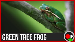 American Green Tree Frog Facts [upl. by Dev]