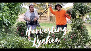 Harvest Lychee with Mama Judy  JudyBaoGarden  Calm and Relaxing [upl. by Holna]