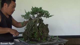 A Day in the Life of Bonsai Iligan Creeping Juniper on Rock [upl. by Manno]