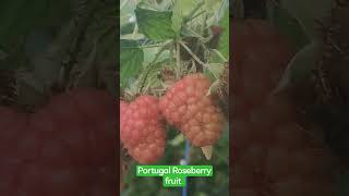 Portugal Roseberry fruit [upl. by Etaner894]