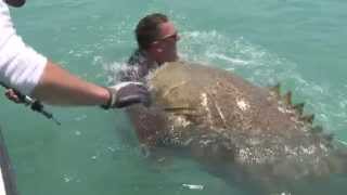 Youtube Top Fishing Florida  When Fish Attack Back There’s Always A bigger Fish [upl. by Johnathan]