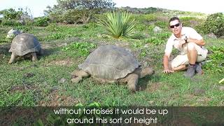 Restoring Round Island  Dr Nik Cole  Tortoises [upl. by Adnahsor]