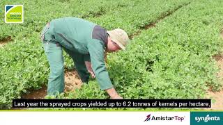 Syngenta Amistar Top successful story [upl. by Bushey718]