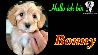 VLog 01 Bonny’s virtuelles Tagebuch [upl. by Gala119]