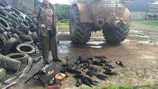 Farm Yard Pest Control Magpie Shooting in Ireland [upl. by Deland]