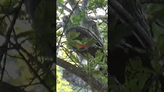 Gray Headed Fish Eagle Spotted In Kaziranga [upl. by Peirce]