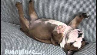 Cute Sleeping Bulldog Puppy [upl. by Hyacinthe]