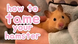 🐹 How to tame your hamster 🐹 [upl. by Tenenbaum472]