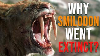 Why Did the SaberTooth Tiger Smilodon Go Extinct [upl. by Athalla960]