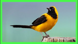 Turpial Toche Canto Llamado Sonido Cantando  Yellowbacked Oriole Song  Icterus Chrysater [upl. by Nirrek]