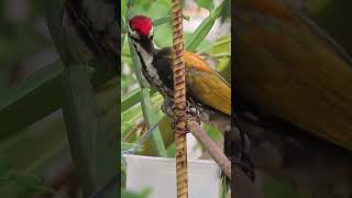 Black rumped flameback woodpecker [upl. by Aerdnu]