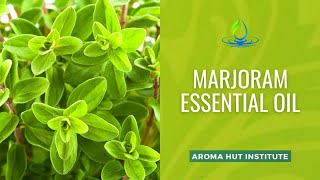 Marjoram Essential Oil Uses and Benefits [upl. by Ecnerol]