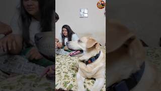 Chottu The Guard ❤ Mrchottu MrchottuVlogs doglover [upl. by Inait]