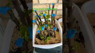 Propagated fig tree cuttings gardening growsomefood figtrees [upl. by Mercorr49]