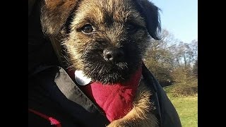 Diggy Dog the Border Terrier puppy  My first week in my new home 9 weeks old [upl. by Seto]