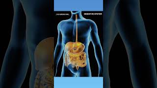 The digestive system like and subscribe The nursing care [upl. by Thalassa]