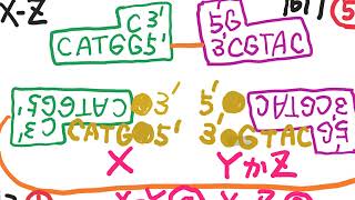 【高校生物】遺伝情報の発現 大学入試問題過去問解説 [upl. by Eelek]