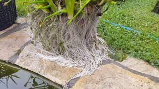 Pond plant like a filter in koi pond  WITHOUT SOIL [upl. by Burch]