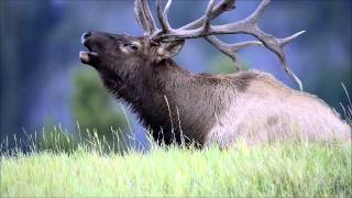 Elk Bugling in Fall [upl. by Earl]