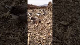 The foraging process of raising geese [upl. by Nodab]