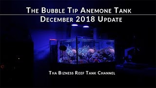 The Bubble Tip Anemone Tank History and Update for December 2018 [upl. by Enila455]