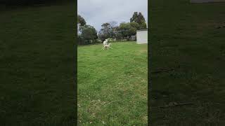 Adorable baby horse plays chase with her mom  palomino pony foal [upl. by Brink904]