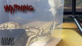 Lesser Axanthic VPI Royal  Ball Python  feeding 🎬 210924 [upl. by Mik860]