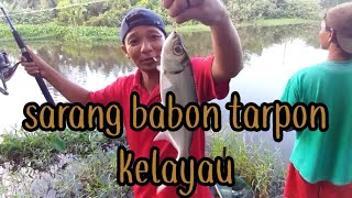 tarpon kelayau babon babonsarang tarpon ada di sini [upl. by Esoranna]