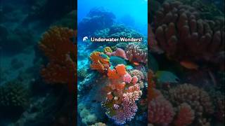 🌊 Dive into Underwater Wonders Discover Nature’s Secrets 🌟 shorts youtubeshorts nature [upl. by Nonnair66]