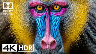 Special Dolby Vision HDR 4K 60FPS  4K Video ULTRA HD [upl. by Raynold62]